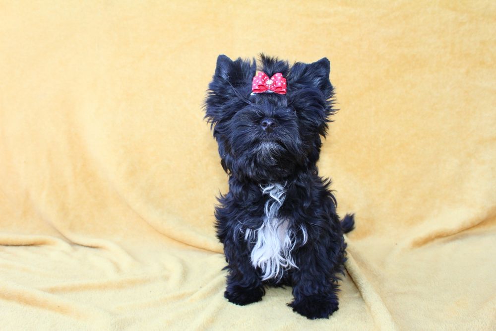 Suczka Yorkshire Terrier Black
