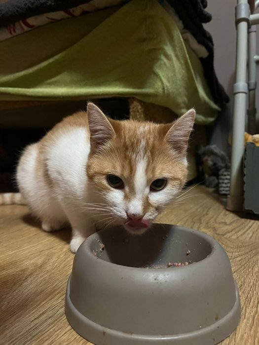 Roczna kotka szuka domu niewychodzącego