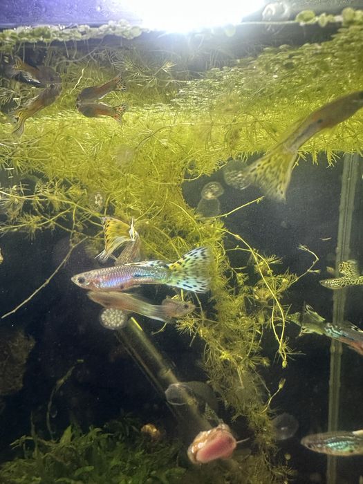 Guppy endler cobra Machos varias cores