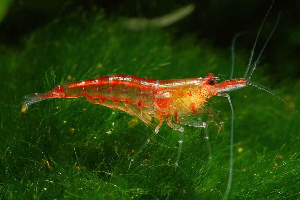 Camarões várias espécies - água quente