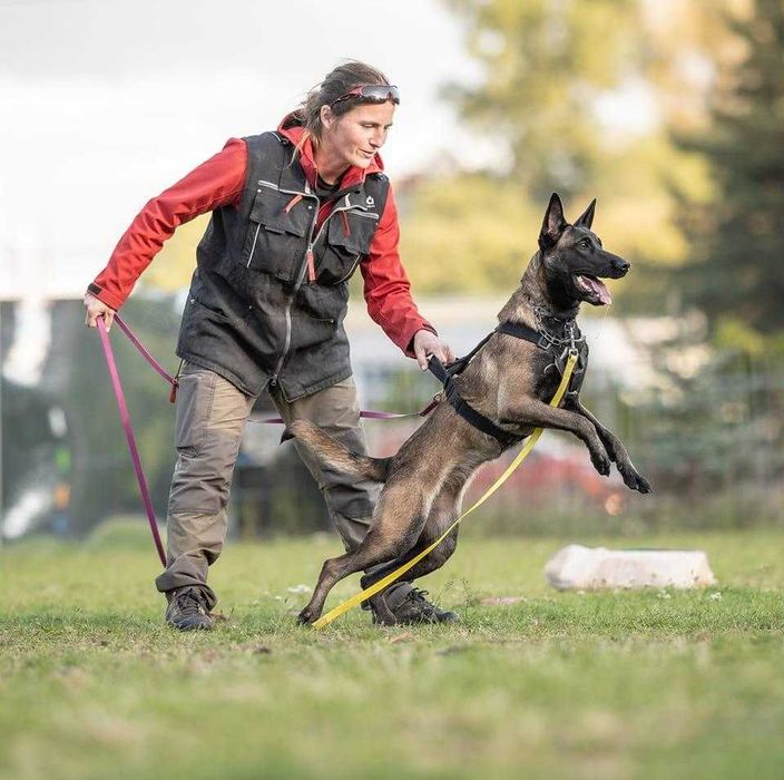 Owczarek Belgijski Malinois FCI/ZKWP