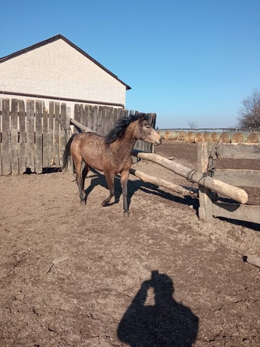 Kuce Felińskie dla dzieci i młodzieży