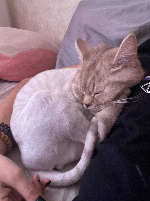 Кошка Шотландская