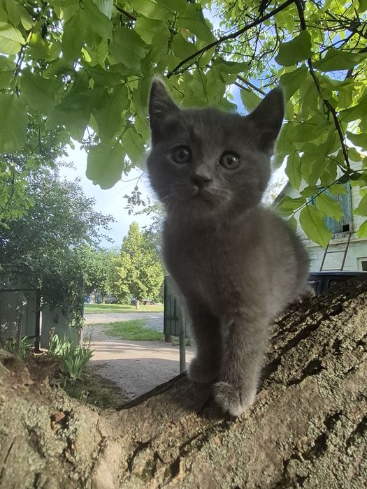 Неймовірно гарні кошенята.
