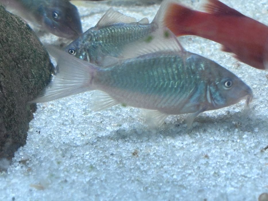 Brochis splendens, kirys szmaragdowy