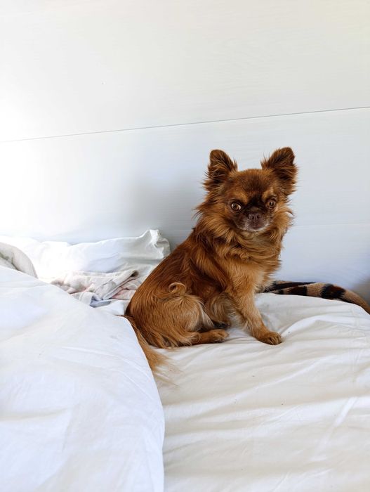 Чихуахуа для в'язки