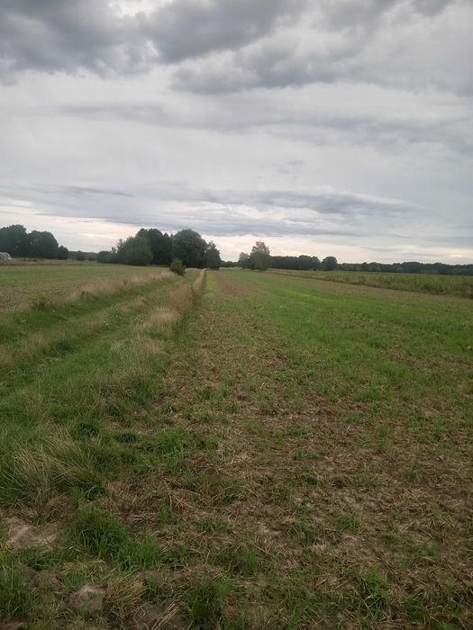 Sprzedam ziemię rolną 5,3ha - Widok 2
