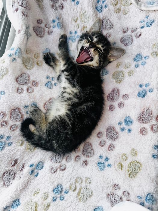 Gatinho bebé para adotar