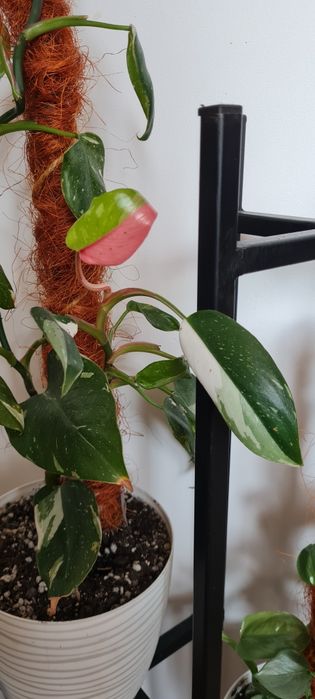 Kolekcjonerski filodendron White Princess 67 cm od doniczki
