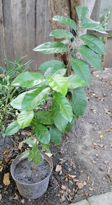 Дерево мандарин (виросло з кісточки)