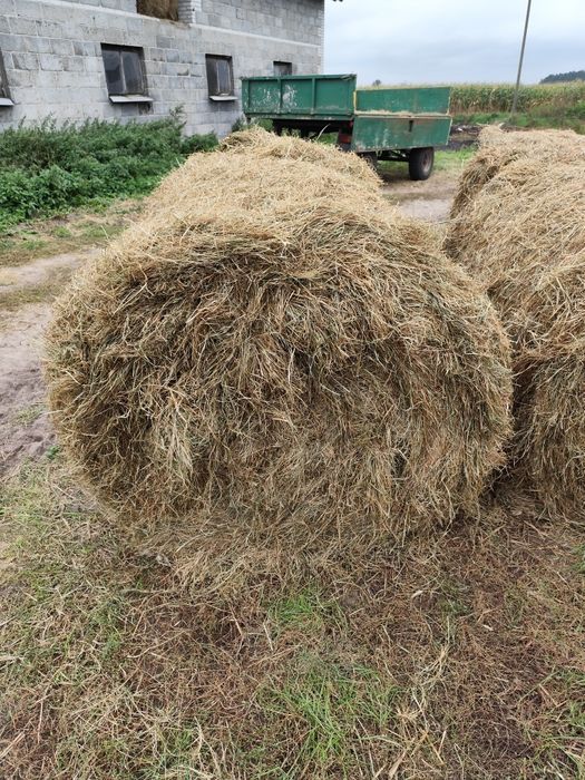 Sprzedam siano w belach 120cm — świeże, z tegorocznych zbiorów