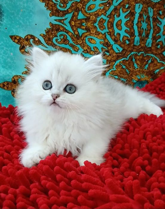 Серебристаяшиншилла девочка длинношерстная британская