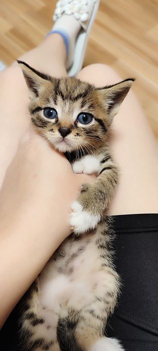 Віддамо кошенят в добрі руки