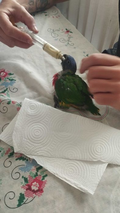 Aves domésticas loris molucanus