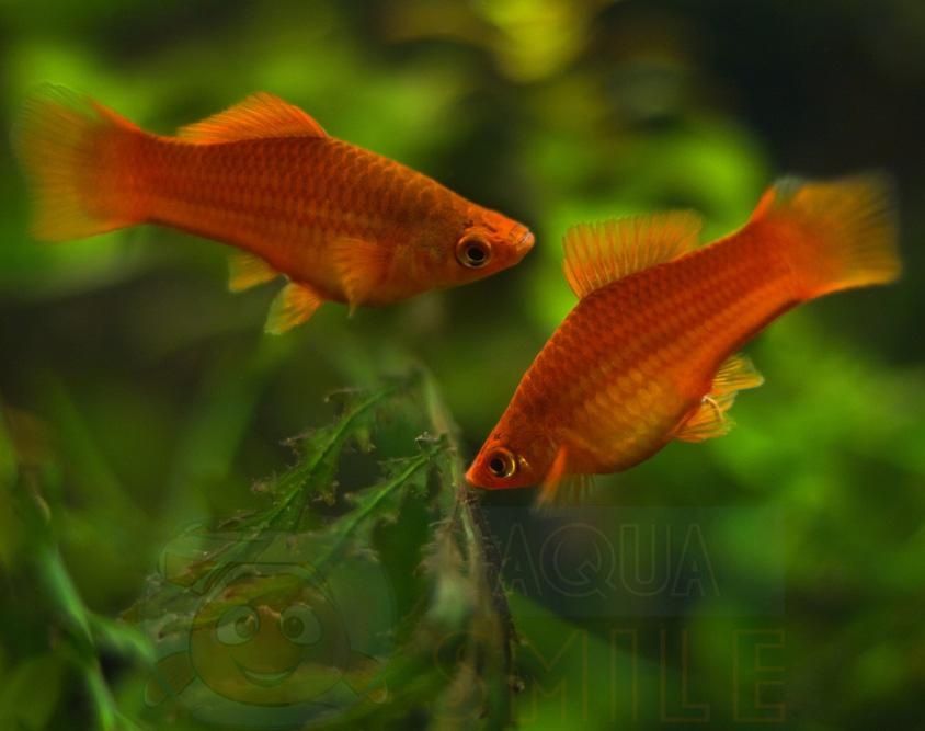 Меченосець  Акваріумні рибки  Вильчасті