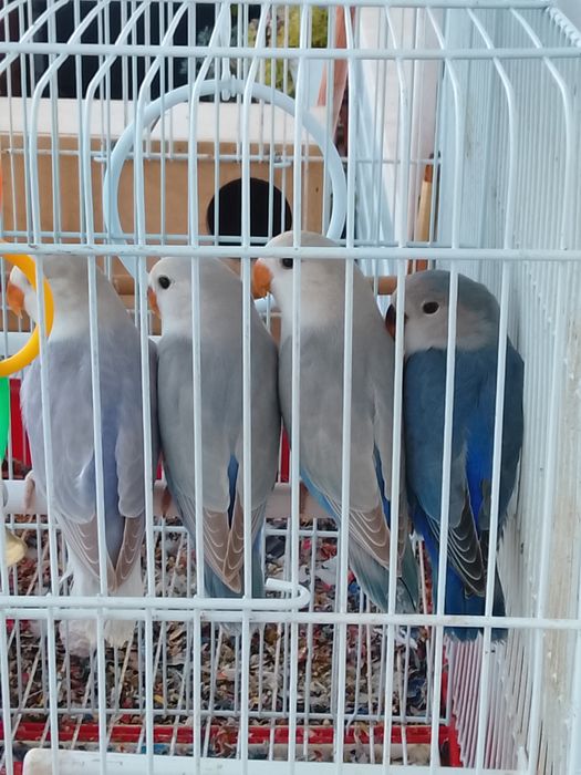 Agapórnis e periquitos