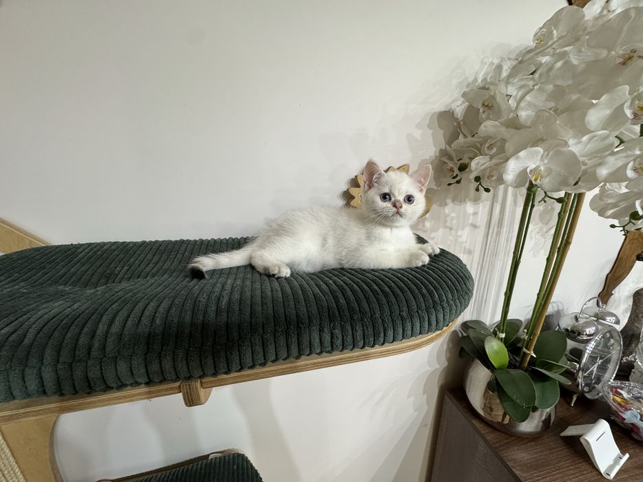 Kot kocur brytyjski point FIFe FPL prawdziwy rodowód GWARANCJA