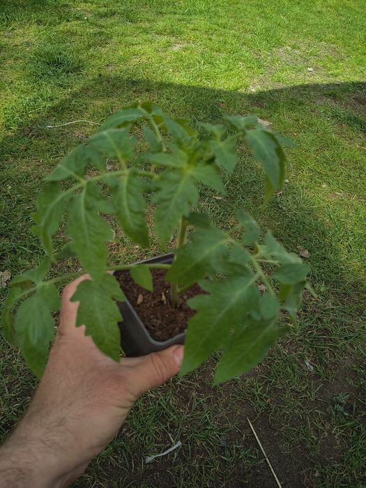 Pomidor sadzonki rozsady