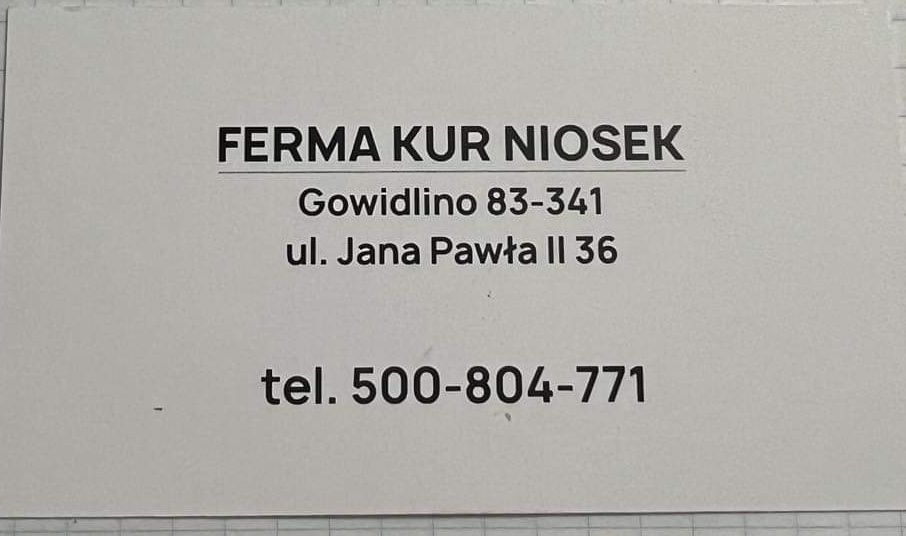 Kury nioski Rossa 16 tyg z dowozem gratis