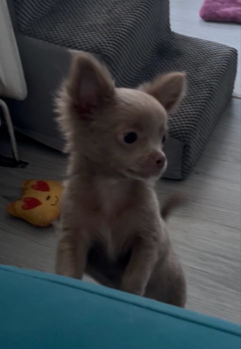 Chihuahua długowłosy