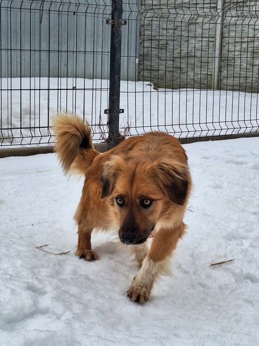 Sunia Sara szuka kochającego domu