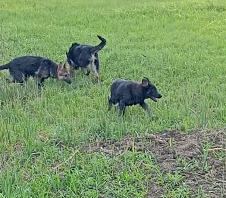 Две роскошные суки .