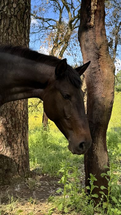 Éguas Lusitanas registadas  e pontuadas Ortigao Costa