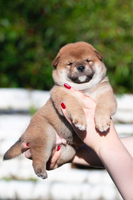 Шиба цуценята shiba inu