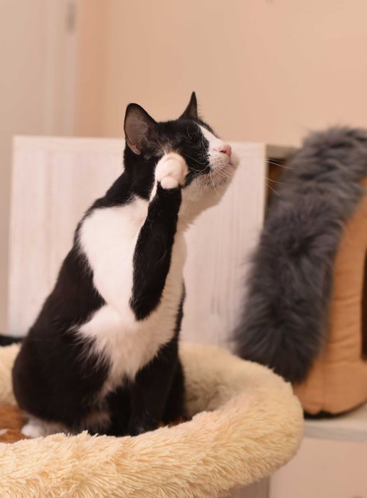 Жора, кот с тяжелой судьбой