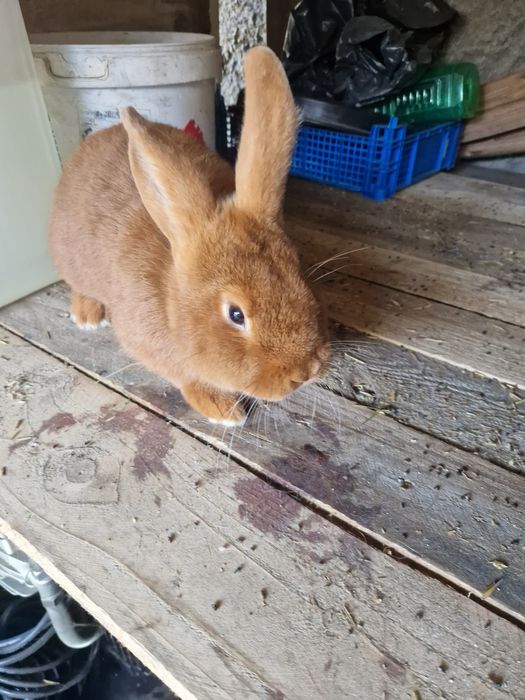 Nowozelandzke czerwone króliki