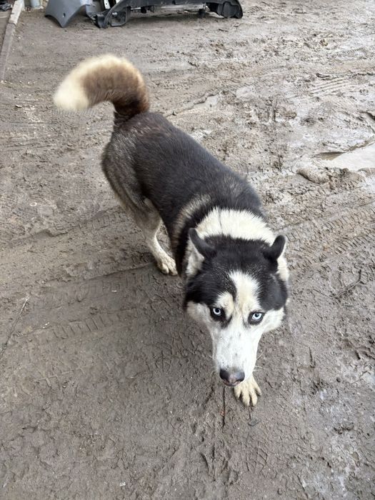 Oddam haski z rodowodem