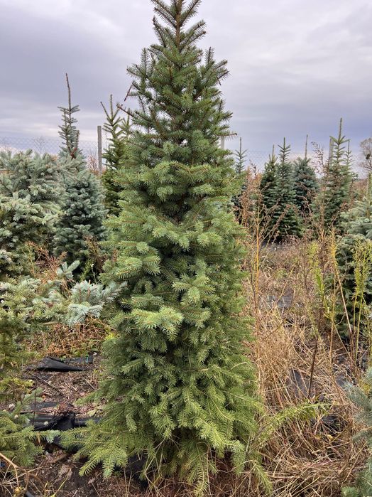 Ялина зелена Кейбаб (Kaibab) в грунті, жива ялинка, Ель зеленая