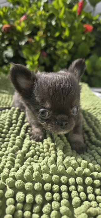 Chihuahua macho pelo longo