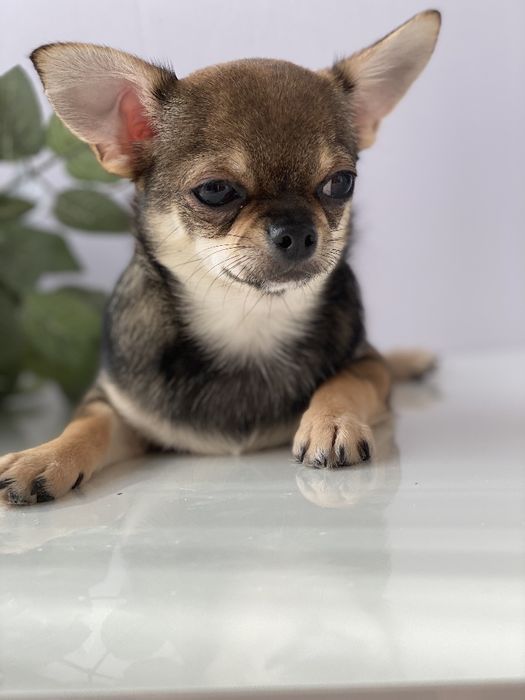 Чіхуа хлопчик гарнесенький