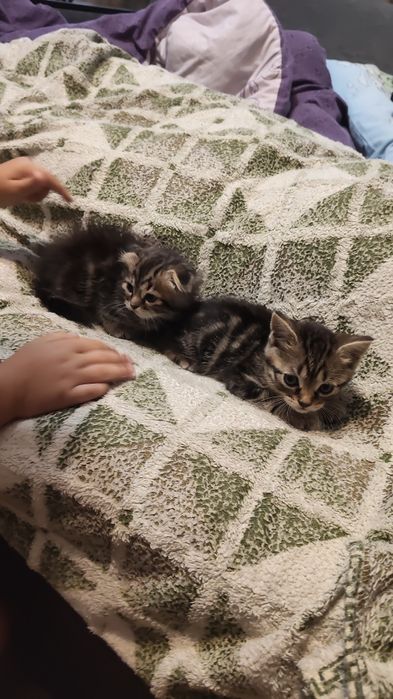 Кошенята в добрі руки