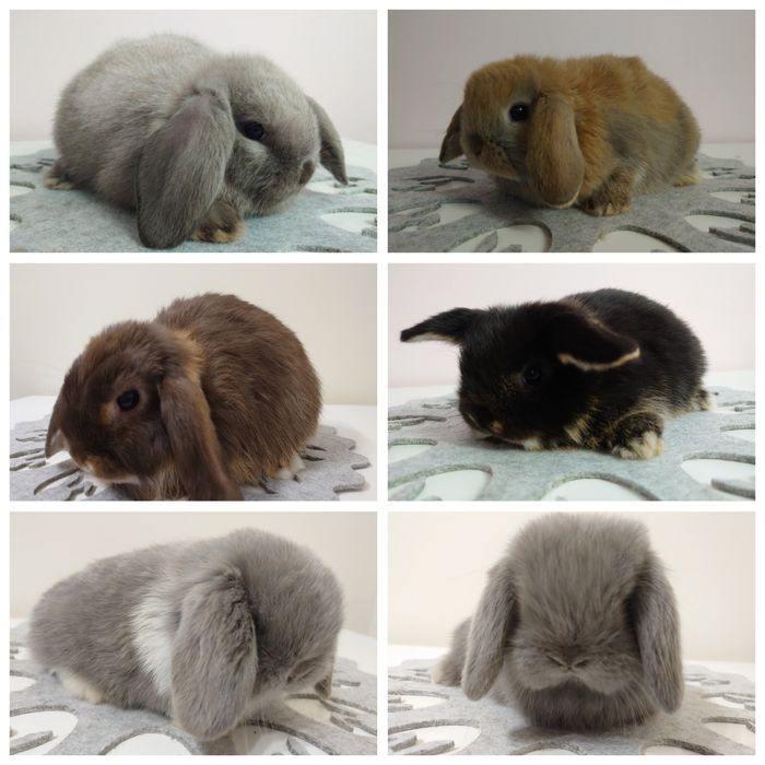 Króliki Mini -Lop