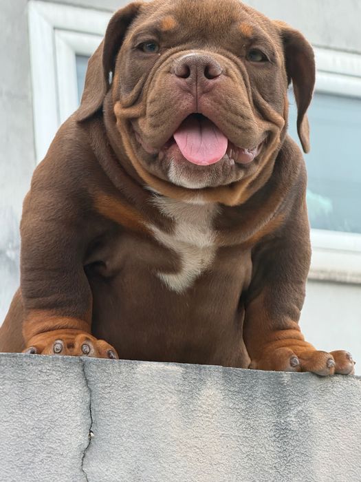 American Bully Micro