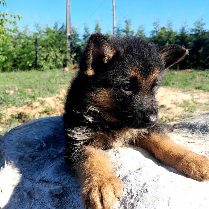 Pastor alemão  com lop