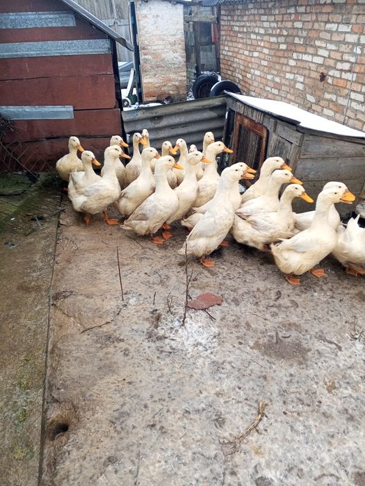 Продам качки!живі або тушка