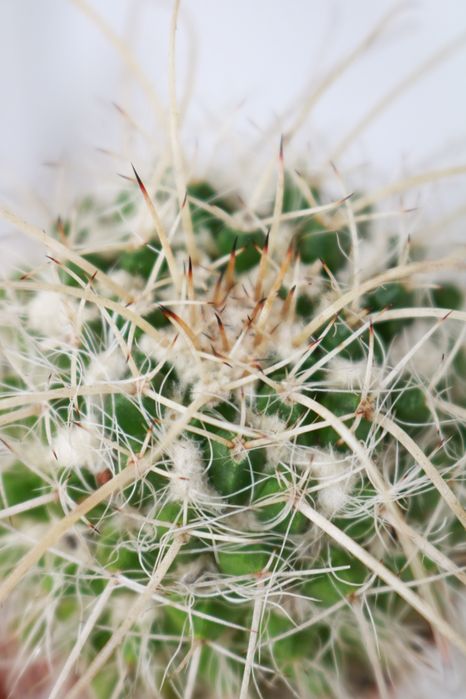 Vendo vários cactos