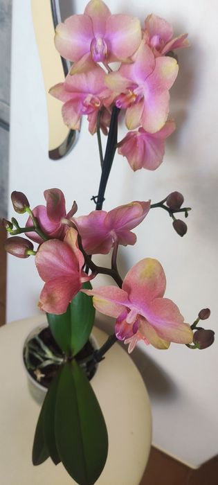 Орхідея а-ля Розетта