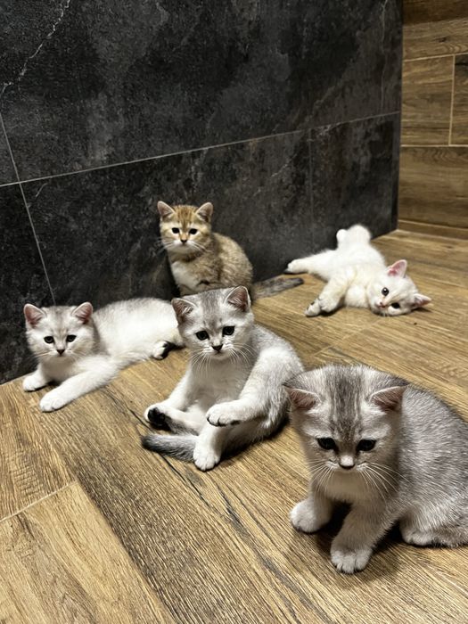 шотландські кошенята