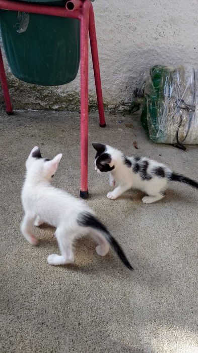 Animais para adoção