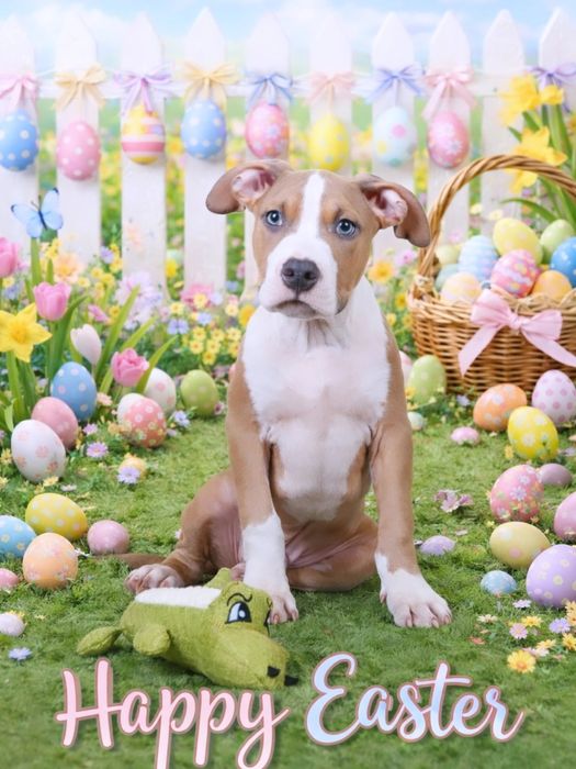 Амстафф стафф стаффорд родовід КСУ