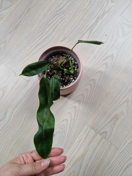 Filodendron patriciae philodendron kolekcjonerski