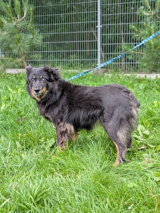 Twix puchaty seniorek, którego los nie oszczędzał do adopcji!