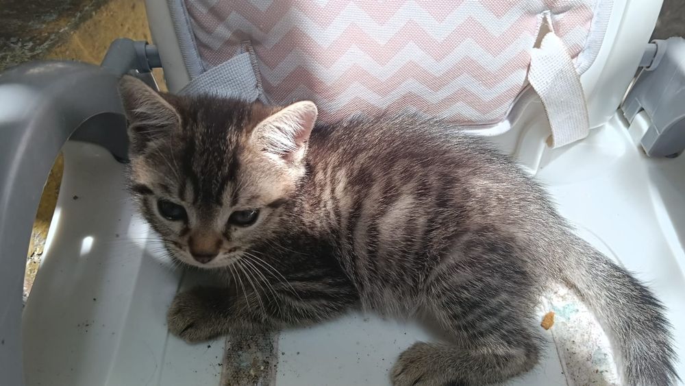 Arisca gata bebé para adoção responsável