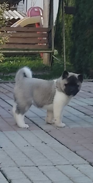 . Американська акіта