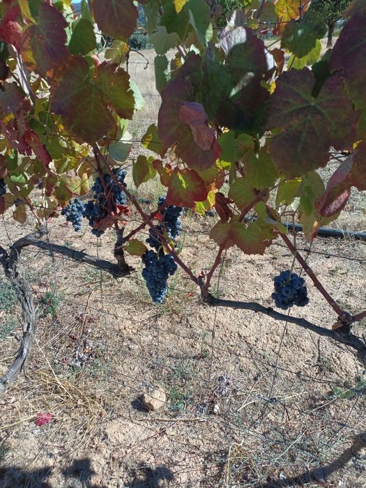 Uvas brancas e tintas para vinho