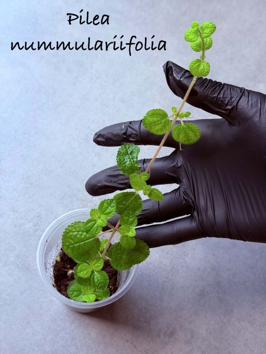 pilea nummulariifolia